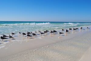 Beaches of Okaloosa Island