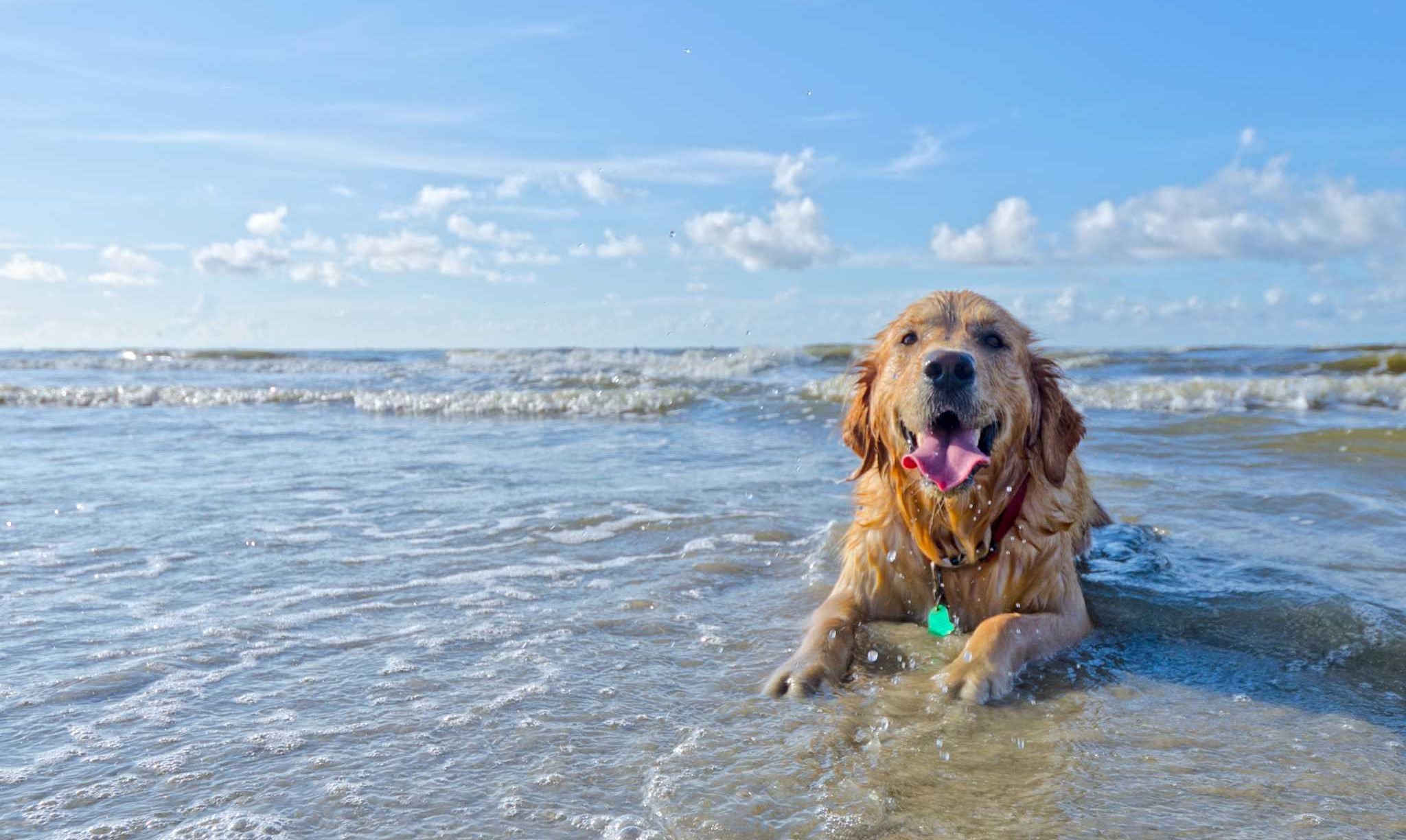 Dog friendly beach sales cabins